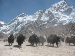 Yakarna på väg ner från Everest BC Yakarna på väg ner från Everest BC