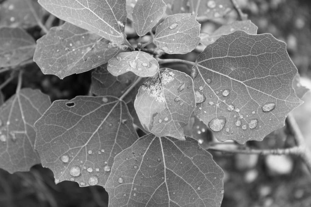 Regn - Guds gåva till naturen!