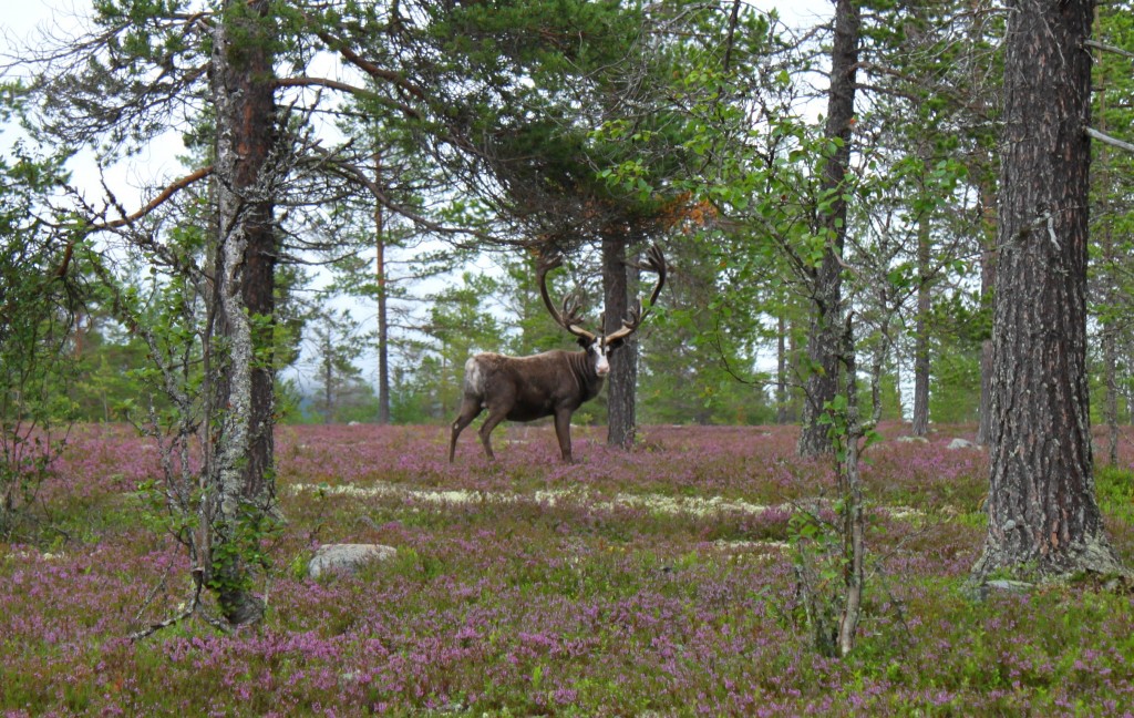 Fjällets konung!