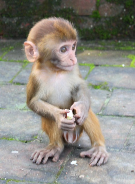 Liten apa vid Monkey Temple, Kathmandu Liten apa vid Monkey Temple, Kathmandu