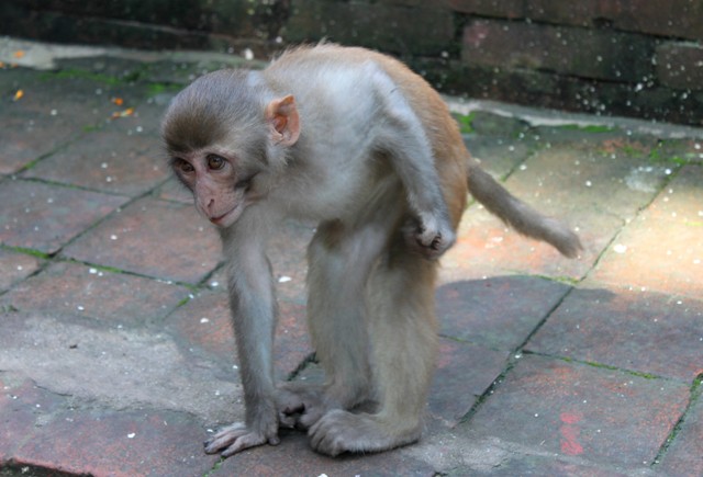 Apa vid Monkey Temple Apa vid Monkey Temple
