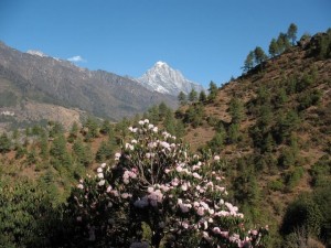 Rhododendron