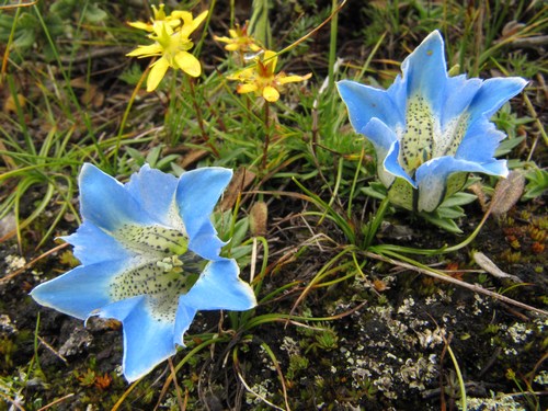 Blommor längs med stigen till Gokyo Blommor längs med stigen till Gokyo