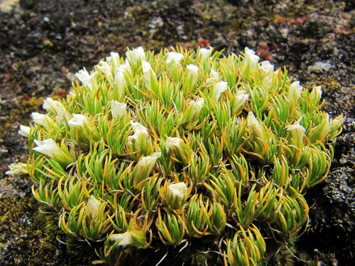 Blöljande blommor på 5000 meters höjd Blöljande blommor på 5000 meters höjd