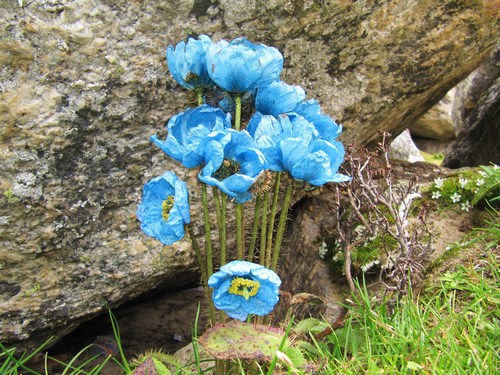 Dessa blommor på väg till Gorak Shep fick oss att häpna - Vilken färgprakt! Dessa blommor på väg till Gorak Shep fick oss att häpna - Vilken färgprakt!