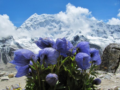 Overkligt blå blommor på vägen ner från Island Peak. Overkligt blå blommor på vägen ner från Island Peak.