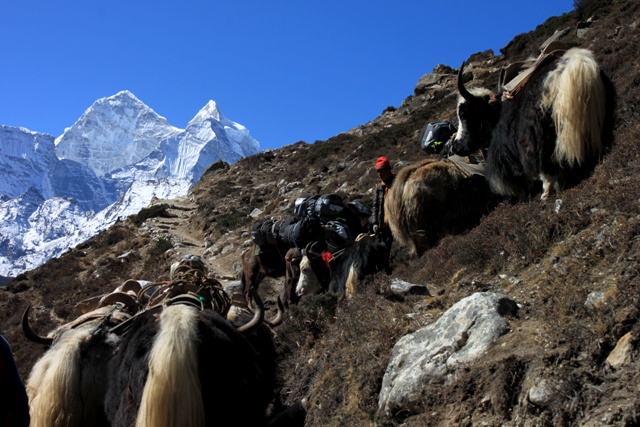 Himalayan "trafic jam"